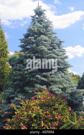 Immergrüne Koniferen, Picea Abies 'Pusch' (vorne) und Abies concolor Archer Zwerg (hinten), in einem dekorativen Bett von einem britischen Garten Stockfoto