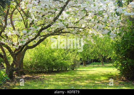 Ein großer weißer Kirschbaum in voller Blüte in einen Englischen Garten an einem sonnigen Frühlingstag Stockfoto