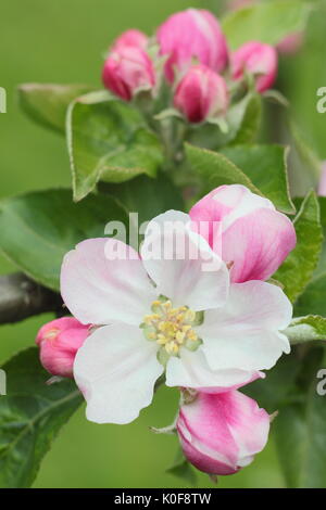 Rosa- und cremefarbenen Blüten von Bramley's Sämlinge Apfelbaum (Malus Domestica) im Englischen Garten im Frühjahr (April), UK Stockfoto