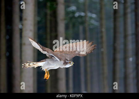 Northern Habicht (Accipiter gentilis), Erwachsene im Winter, im Schnee, im Flug, Zdarske Vrchy, Böhmisch-Mährische Höhe Stockfoto