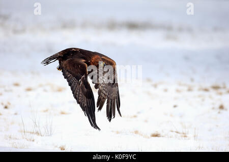 Golden Eagle (Aquila Chrysaetos), Fliegen in den Schnee im Winter, Zdarske Vrchy, Böhmisch-Mährische Höhe Stockfoto