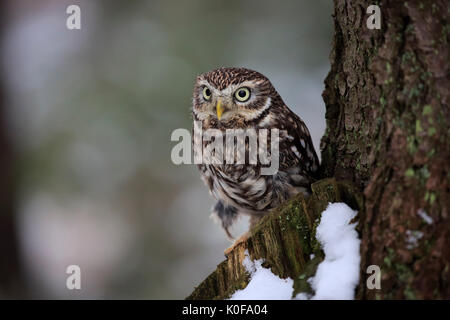 Steinkauz (Athene noctua), wachsam auf Ausblick in den Schnee im Winter, Zdarske Vrchy, Böhmisch-Mährische Höhe Stockfoto