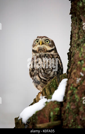 Steinkauz (Athene noctua), wachsam auf Ausblick in den Schnee im Winter, Zdarske Vrchy, Böhmisch-Mährische Höhe Stockfoto