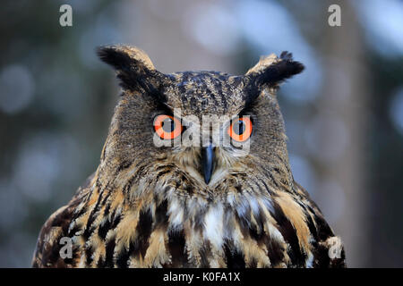 Eurasischen Uhu (Bubo bubo), erwachsene Porträt im Winter, Zdarske Vrchy, Böhmisch-Mährische Höhe, Tschechische Republik Stockfoto