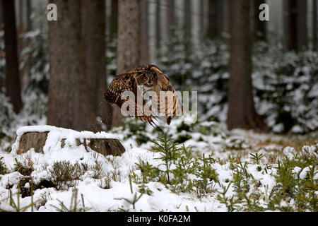 Eurasischen Uhu (Bubo bubo), erwachsene Fliegen im Winter, im Schnee, Zdarske Vrchy, Böhmisch-Mährische Höhe, Tschechische Republik Stockfoto