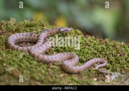 Glatte Schlange coronella Austriaca Stockfoto