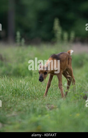 Rentier Stockfoto