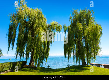 Zwei schöne Trauerweide und Bodensee in Immenstaad - Immenstaad, Bodensee, Baden-Württemberg, Deutschland, Europa Stockfoto