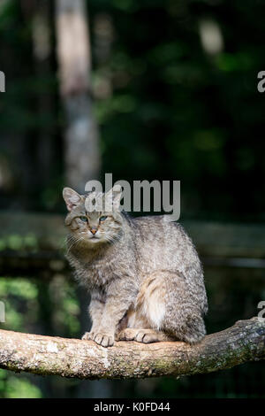 Wildkatze Stockfoto