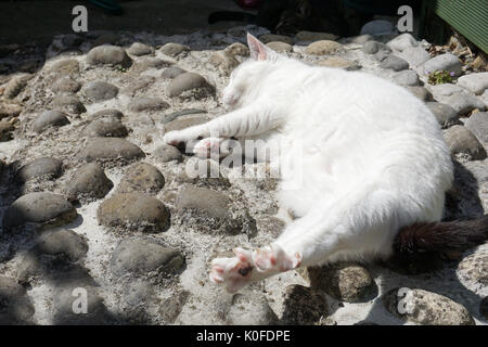 Weiße und schwarze inländischen kurze Haare Katze liegend auf Ihrer Seite auf Steinen in der Sonne mit Pfoten und Beine Stretching in der Sonne Stockfoto