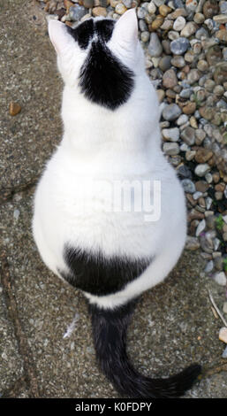 Weiße und Schwarze Katze mit ungewöhnlichen Form Fell Muster Markierungen auf Kopf Katze auf Cat Stockfoto