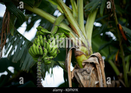 Kuba, Kuba, Cardenas, banana tree auf einem Bauernhof Stockfoto