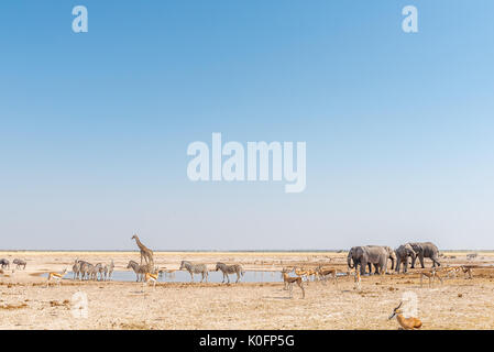 Elefanten, Giraffen, burchells Zebras, Springböcke und Blue Wildebeest an einem Wasserloch im Norden Namibias Stockfoto
