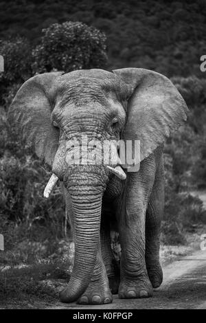 Elefanten in Südafrika auf Safari Stockfoto