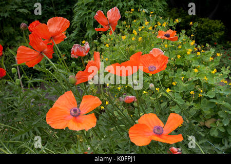 Roter Mohn in Akureyri Botanische Gärten Stockfoto