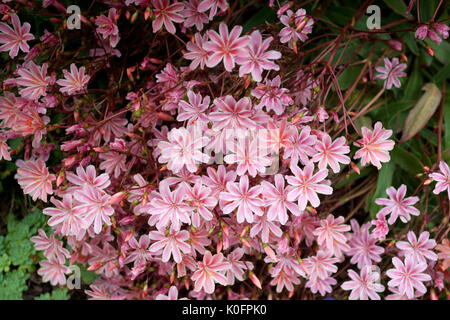 Blumen in Akureyri Botanische Gärten Stockfoto