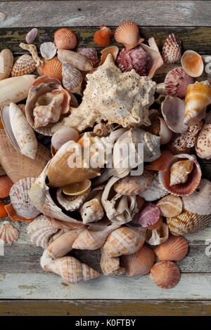 Shells von Sanibel Island, Florida gesammelt Stockfoto