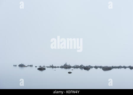 Felsigen Strand, tolles Schwarz, Kormorane, Möwen, und morgen Nebel im Sommer. Meer, Nebel, Vögel, Küste, Meer Natur. Araneus diadematus auf Stockfoto