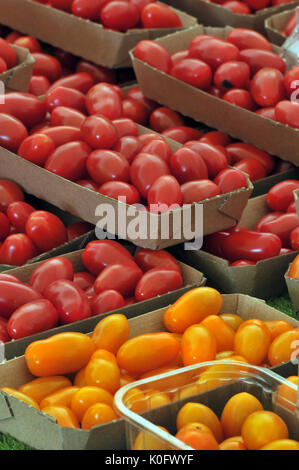 Verschiedene Tomaten gelb rot und grün gestreifte zum Verkauf präsentiert und zum Verkauf auf einem Festival auf der Isle of Wight angezeigt Stockfoto