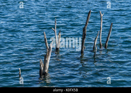 Tote Bäume im blauen Wasser. Niederlassungen in welligem Wasser Stockfoto