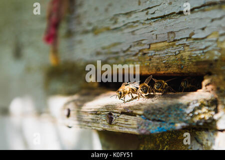 Bienen am vorderen hive Eingang Nahaufnahme. Bienen fliegen in die Struktur. Bienenstöcke in einem Bienenhaus arbeiten mit Bienen fliegen auf die Landung Boards. Stockfoto