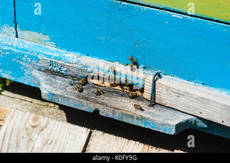 Bienen am vorderen hive Eingang Nahaufnahme. Bienen fliegen in die Struktur. Bienenstöcke in einem Bienenhaus arbeiten mit Bienen fliegen auf die Landung Boards. Stockfoto