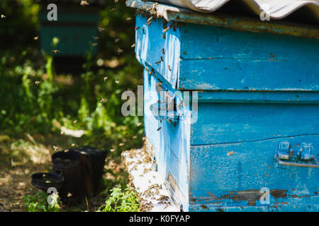 Von der Seite. Bienen am vorderen hive Eingang Nahaufnahme. Bienen fliegen in die Struktur. Honey Bee drone geben Sie den Bienenkorb. Stockfoto