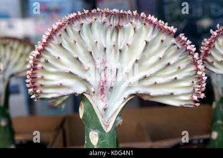 Nahaufnahme einer Topfpflanzen Kandelaber Anlage oder Euphorbia lactea Stockfoto