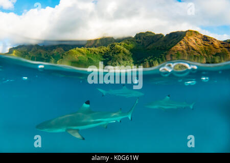 Schwarz-Riffhaie Schwarm in den Untiefen im Moorea, Französisch Polynesien Stockfoto