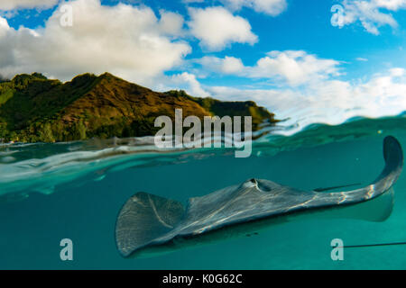 Tahiti Stachelrochen sind neugierig und sanft an einer Futterstelle in Moorea, Französisch Polynesien Stockfoto