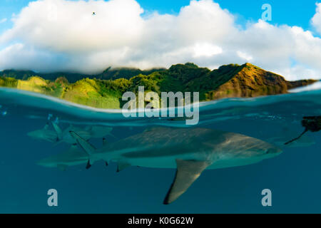 Schwarz-Riffhaie Schwarm in den Untiefen im Moorea, Französisch Polynesien Stockfoto