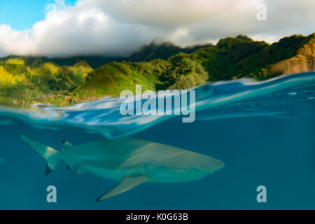 Schwarz-Riffhaie Schwarm in den Untiefen im Moorea, Französisch Polynesien Stockfoto