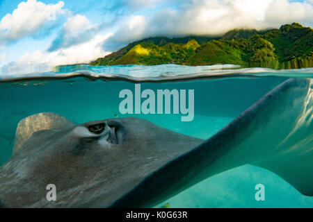 Tahiti Stachelrochen sind neugierig und sanft an einer Futterstelle in Moorea, Französisch Polynesien Stockfoto