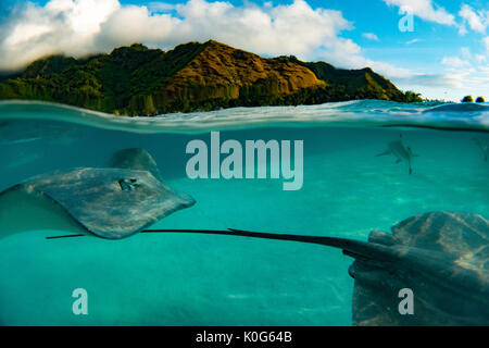 Tahiti Stachelrochen sind neugierig und sanft an einer Futterstelle in Moorea, Französisch Polynesien Stockfoto