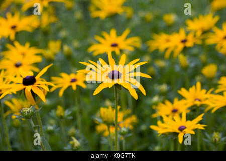 Rudbeckia Fulgida var Deamii in eine krautige Grenze. Stockfoto