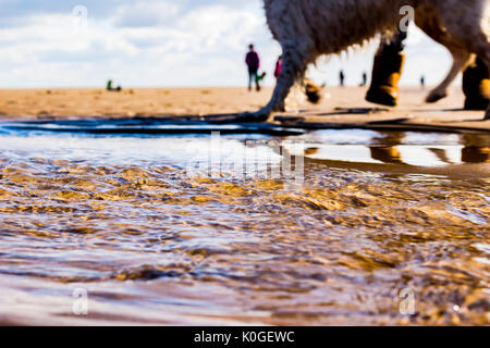 Hund zu Fuß am Strand Stockfoto