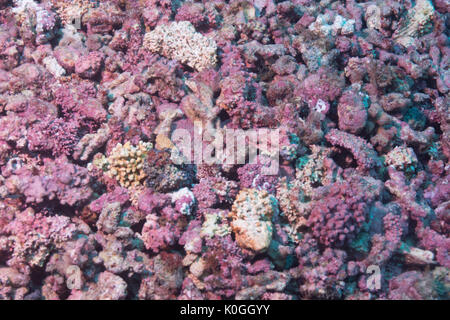 Rhodolith Rhodolith Meeresboden Unterwasser Queimada Grande Island, südöstliche Küste Brasiliens Stockfoto