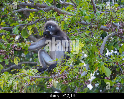 Dusky Blatt monkey (Trachypithecus Obscurus) Ernährung auf einem Baum an der Railay Beach, Thailand Stockfoto