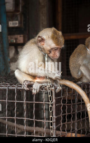 Angekettet, Junge, macaque Affen für Verkauf an den Vogel- und Tierarten Markt in Denpasar, Bali, Indonesien. Stockfoto