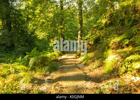 Forrest von Llianberis See in North Wales Stockfoto