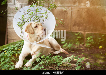 Hund verletzen recovery Thema. Labrador Hund mit Kunststoffkragen Kegel Stockfoto