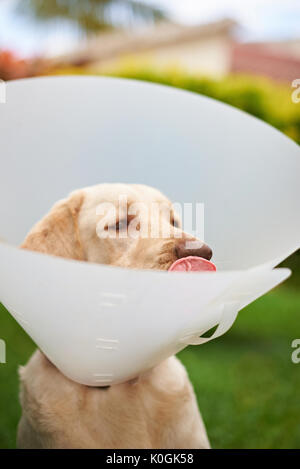 Traurig Labrador Hund mit Konus Kragen auf unscharfen Hintergrund Stockfoto