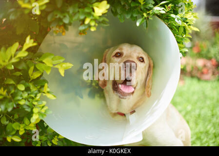 Labrador Hund mit Konus Kragen in Außerhalb der natürlichen Hintergrund Stockfoto