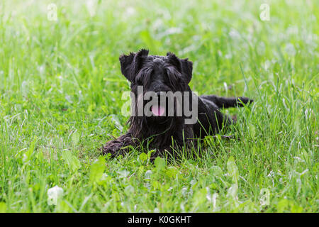Schwarze reinrassige Zwergschnauzer Hund liegend auf grünem Gras im Freien im Sommer und Kamera Stockfoto