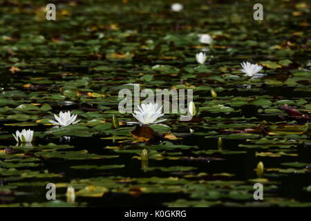 Weiße Seerosen und grünen Lily Pads auf See Stockfoto