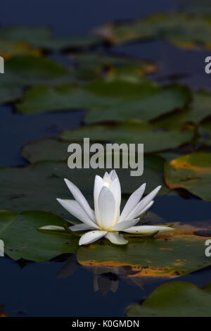 Weiße Seerose von Lily Pads umgeben Stockfoto