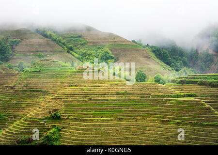 Foggy Reis Terrassenlandschaft Aussichtspunkt mit niedrigen Wolken Stockfoto