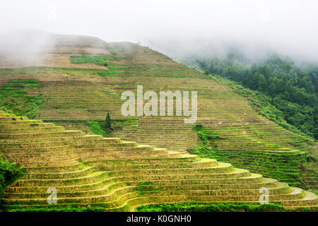 Nebelig mystische Reis terrasse Landschaft in Longsheng, China, Asien Stockfoto