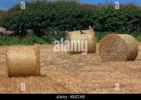 Ein paar Rollen Stroh Warten auf Abholung durch den Landwirt für den Transport Lagerung mit dem localbirds selbst helfen, die verschüttete Weizen. Stockfoto