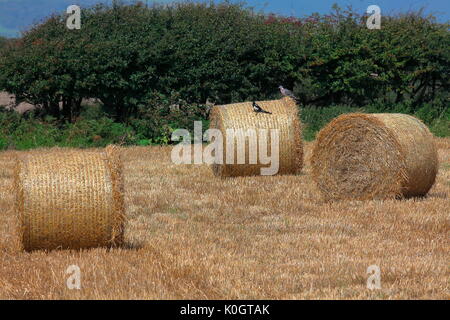 Ein paar Rollen Stroh Warten auf Abholung durch den Landwirt für den Transport Lagerung mit dem localbirds selbst helfen, die verschüttete Weizen. Stockfoto